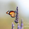 Butterfly and Lavender 