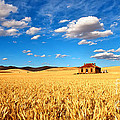 On Golden Fields
