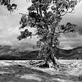 The Cazneaux Tree