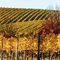 Autumn Vines