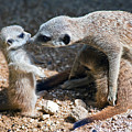 Tender Care