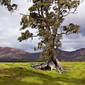The Cazneaux Tree