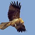 Whistling Kite